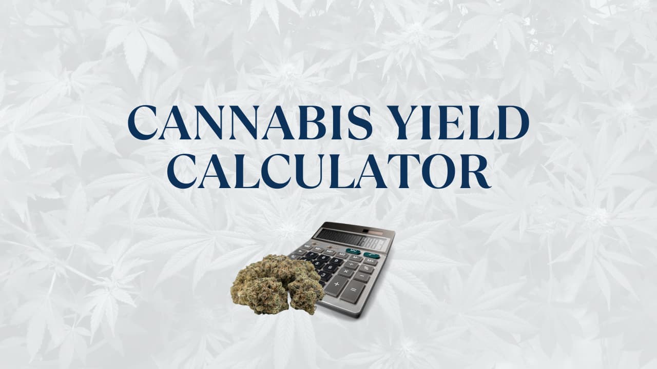 Cannabis Yield Calculator